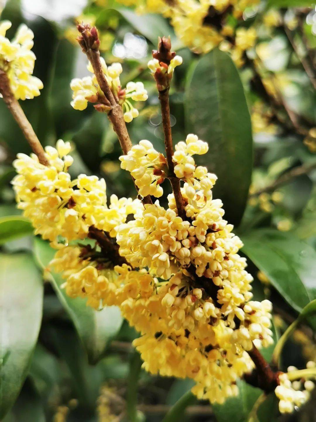 怎样制作桂花香 5a26b10a1f0e4e598d24dfa1c8f92c08.jpeg