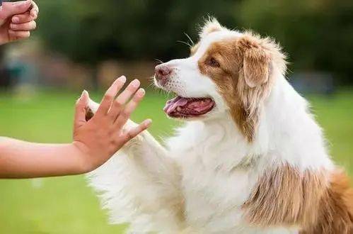 怎么才能让狗狗不叫最简单的办法 85b9a407895f466fb746ccd27181f50c.jpeg