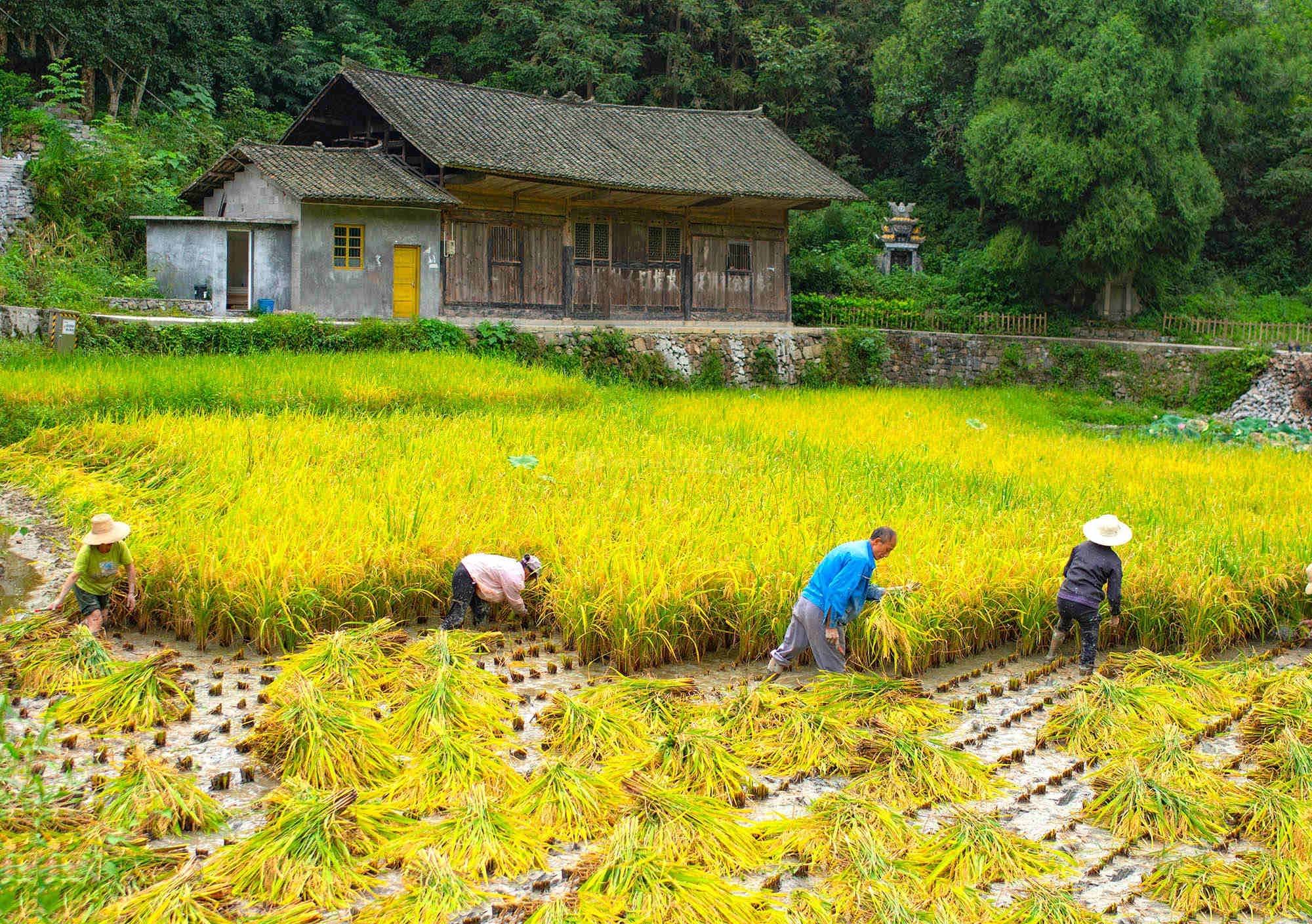 农民们在劳动中迎来丰收和自己的节日.