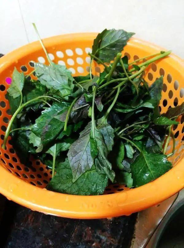 做什么菜吃能补脾胃 d3f3b317979d45cea85d2475c4748af5.jpeg