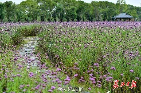 馬鞭草花海重現江灘 國際 第2張