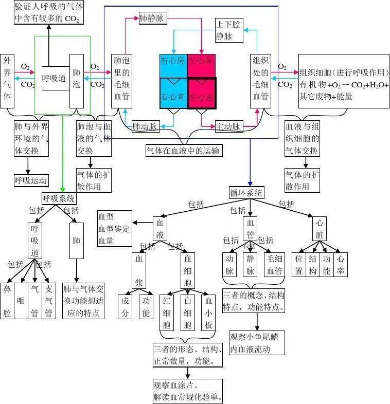 初中生物知识点框架思维导图,基础知识简洁明了,收藏!