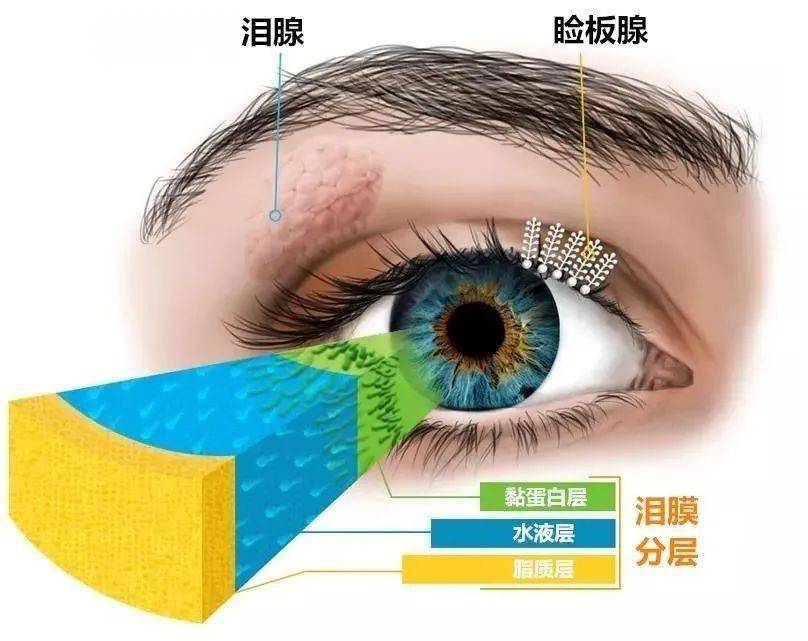 知名艺人眼睛睑板腺消失上热搜!网友:再也不敢这样玩手机了