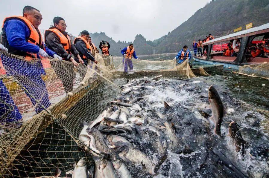 【转载】鱼欢水清 贵州生态渔业两兼得