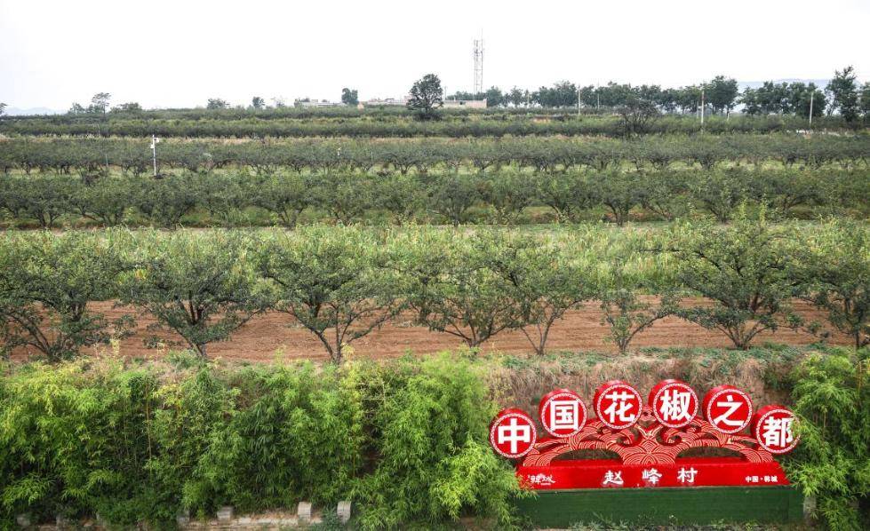 工序|【中国梦·黄河情】八道工序净选韩城花椒 黄河岸边“金豆豆”让农民捧上“金饭碗”