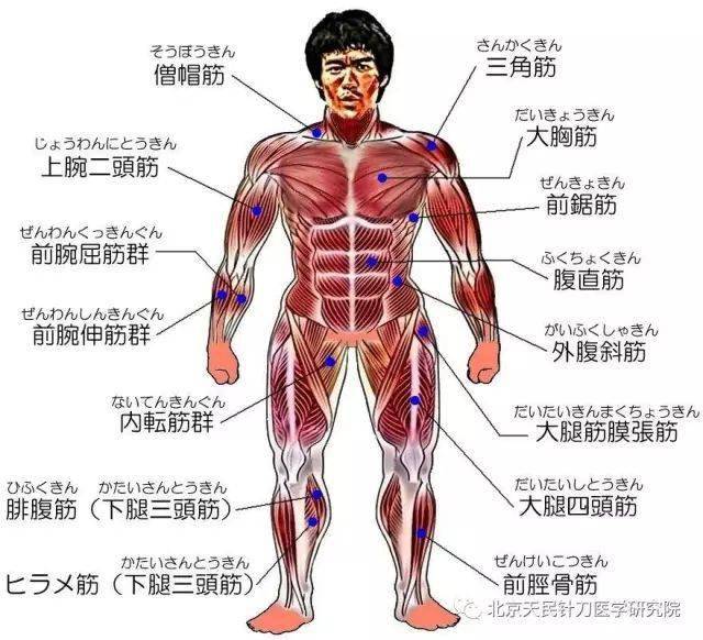 全身各肌肉群对应的痛点解析