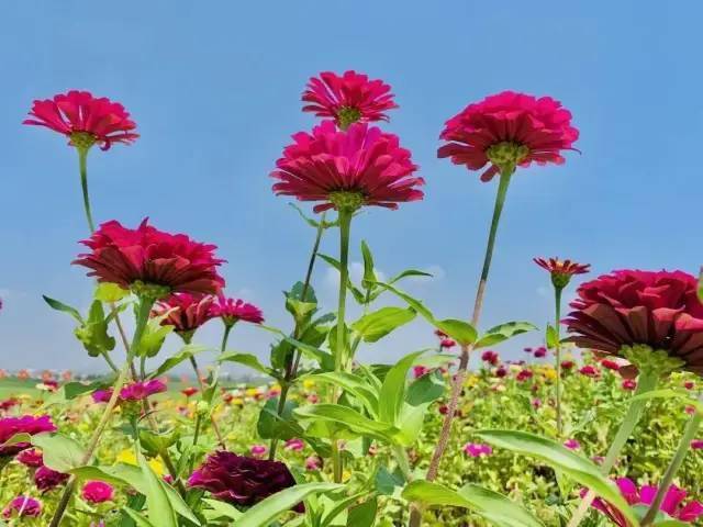 如何画美丽的花海 0018e901f2fd4438a08964830a14ba59.jpeg