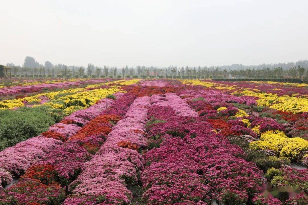 双街花卉博览园占地面积1100亩,内设菊花观赏园,郁金香观赏园,红豆