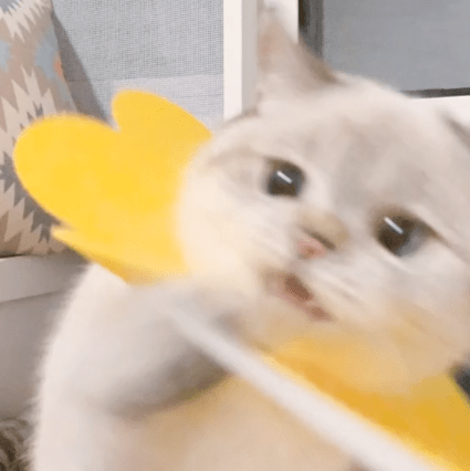 猫咪表情包来袭,注意查收!