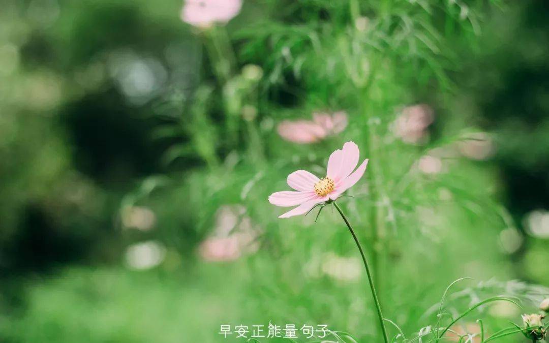 早安心语最新短句 早安一句话唯美句子
