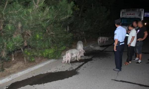 深夜！俩警察赶着4头猪，去了派出所……