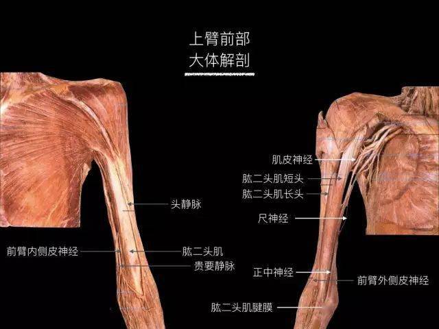 阅片课堂:上臂高清解剖