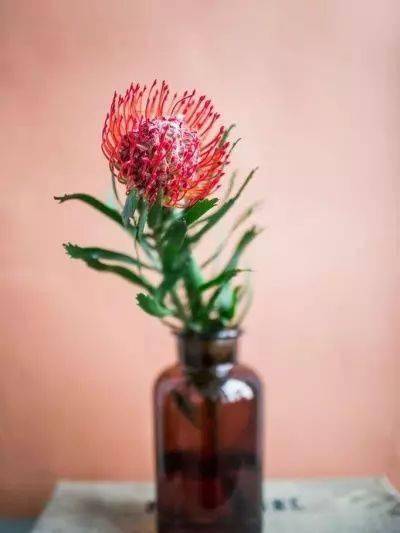 植物|花艺界的10大 · 傲娇植物，好看！