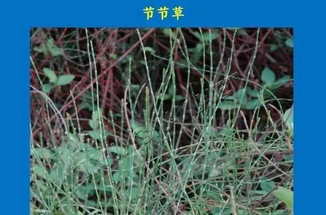 【收藏必备】池塘边,稻田杂草图谱大全
