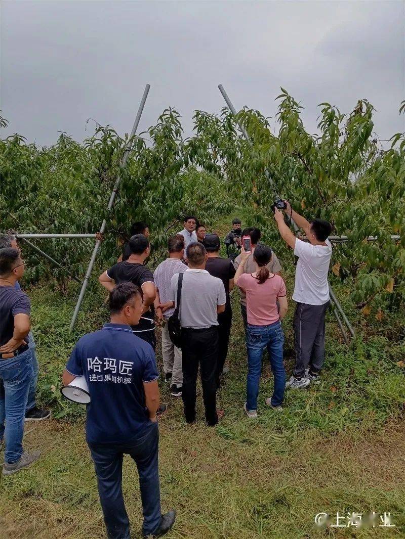 枫锦果蔬专业合作社的桃种植基地,面向全市近百名果农指导桃树的秋季