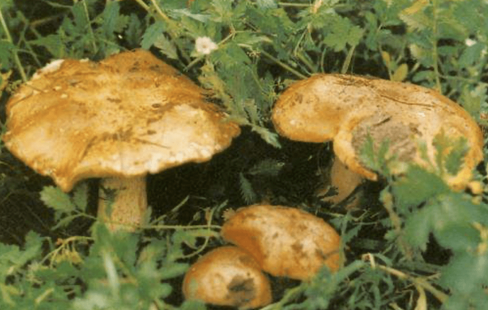 农科院专家说,今年野生蘑菇