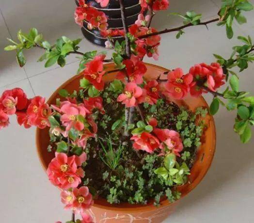 适合家里养的花一年四季都开花 db66de4fe21e442184310a93f5c2983a.jpeg