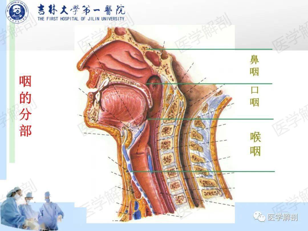 高清收藏咽部解剖