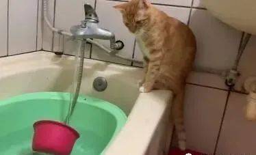 这猫似乎对洗澡水有特别的执着,一听到放洗澡水就冲进浴室报到!