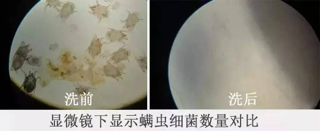一大|洗一次衣服普通洗衣液需要一大杯，而它只需一颗？