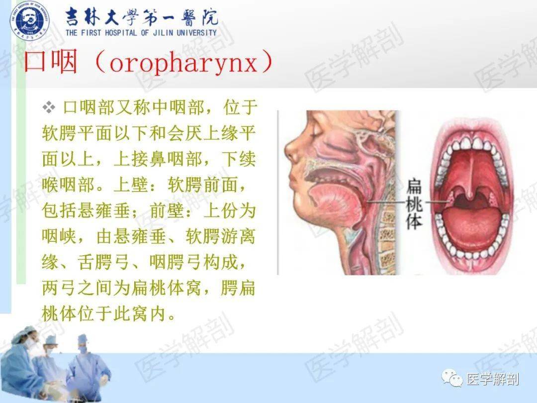 高清收藏咽部解剖