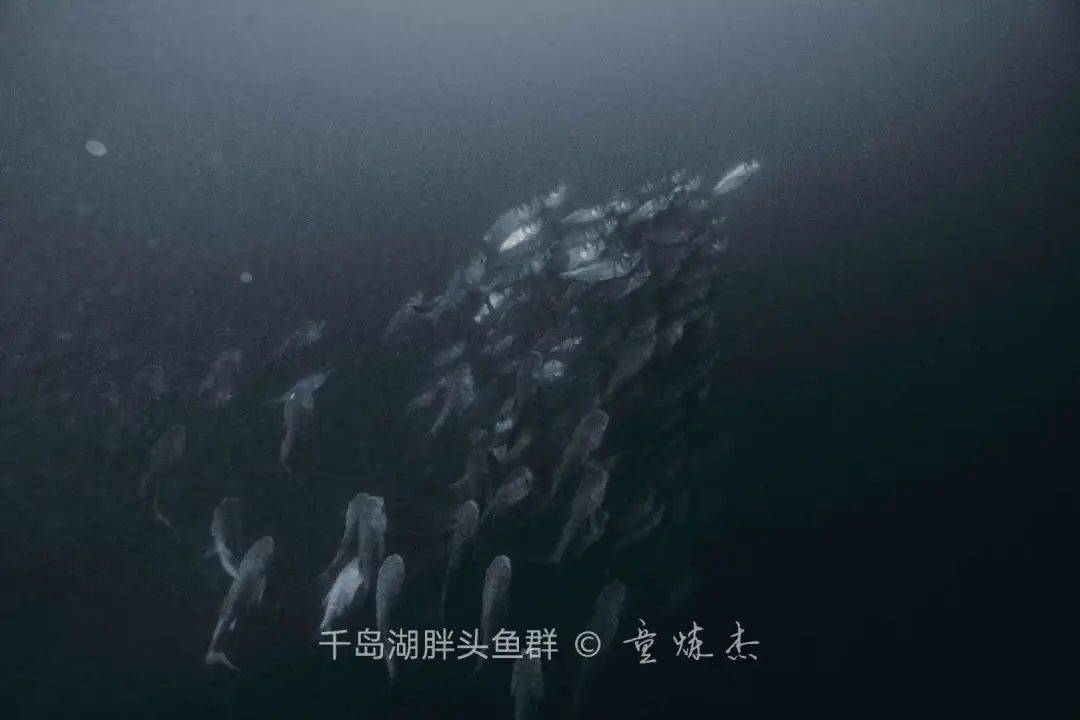 梦见鱼从水里跳出来，潜意识的启示与内心世界的探索