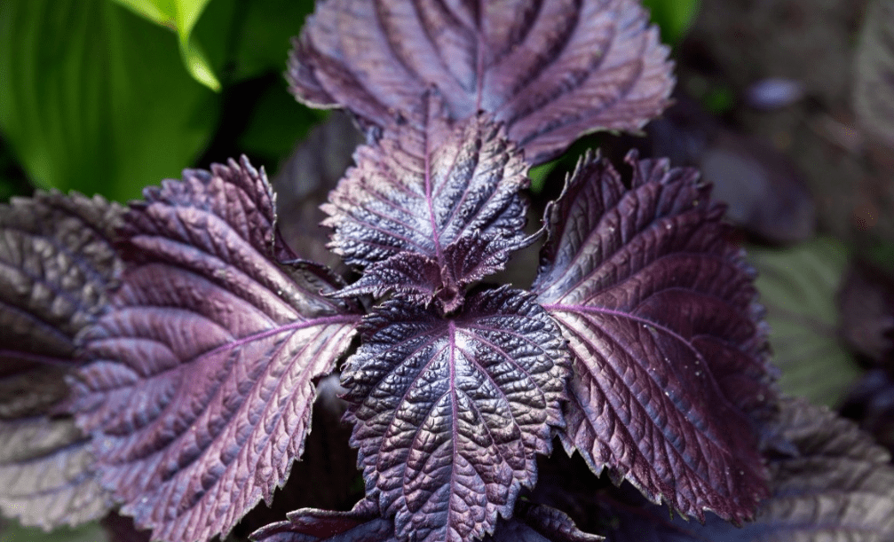 成分|精致，是一场修行 | 好物