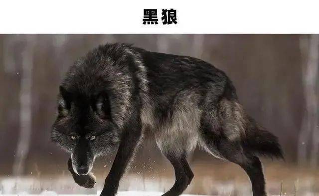 022,黑狼"黑豹"可以说是所有黑化动物中最著名的一个了,但"黑豹"这个