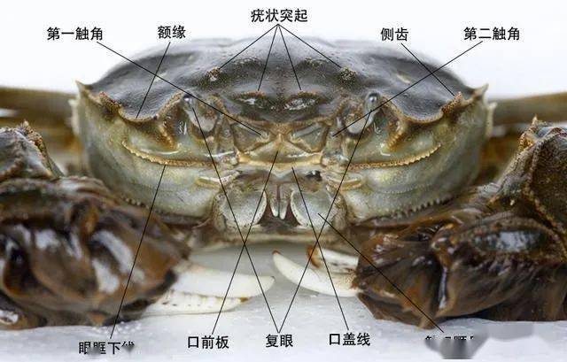 螃蟹的特殊身体构造及其生长分布:螃蟹种类非常复杂且