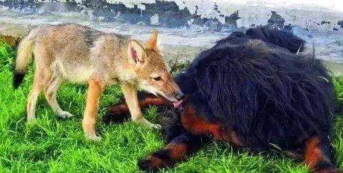 一个女人与狼,七年传奇的故事,不完美的结局却感动了无数人......