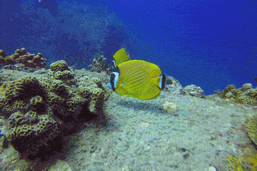 02 plentiful 海洋萌宠 五光十色的