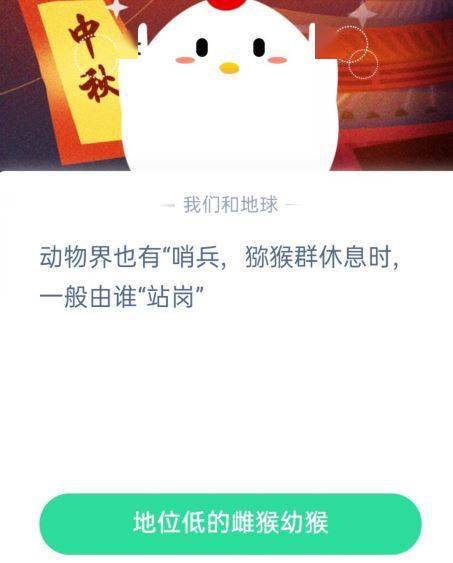 弥猴休息时谁站岗