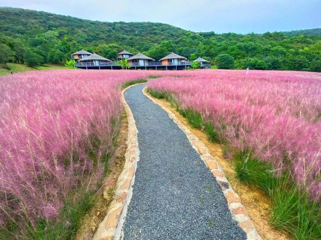 其实粉黛乱子草的花海已经 "红"了2年