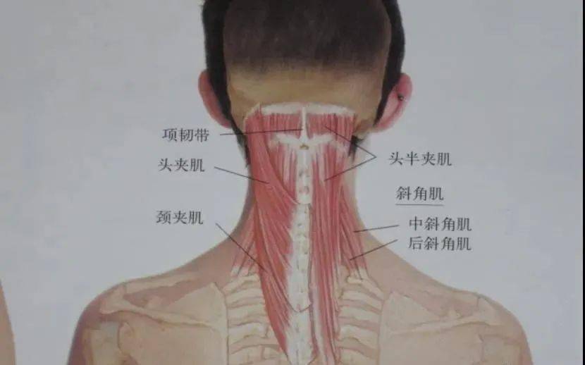 头后大直肌,头后小直肌,上斜方肌,胸锁乳突肌,头夹肌,头长肌,头半棘肌