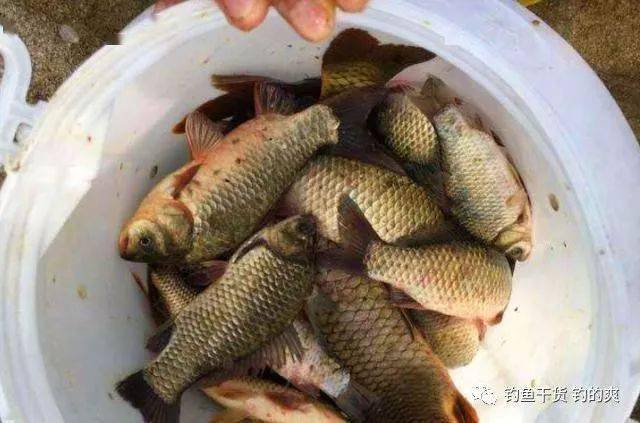 回锅鱼调几钓几 215aa98938e34950ab1db31cb30833bb.jpeg