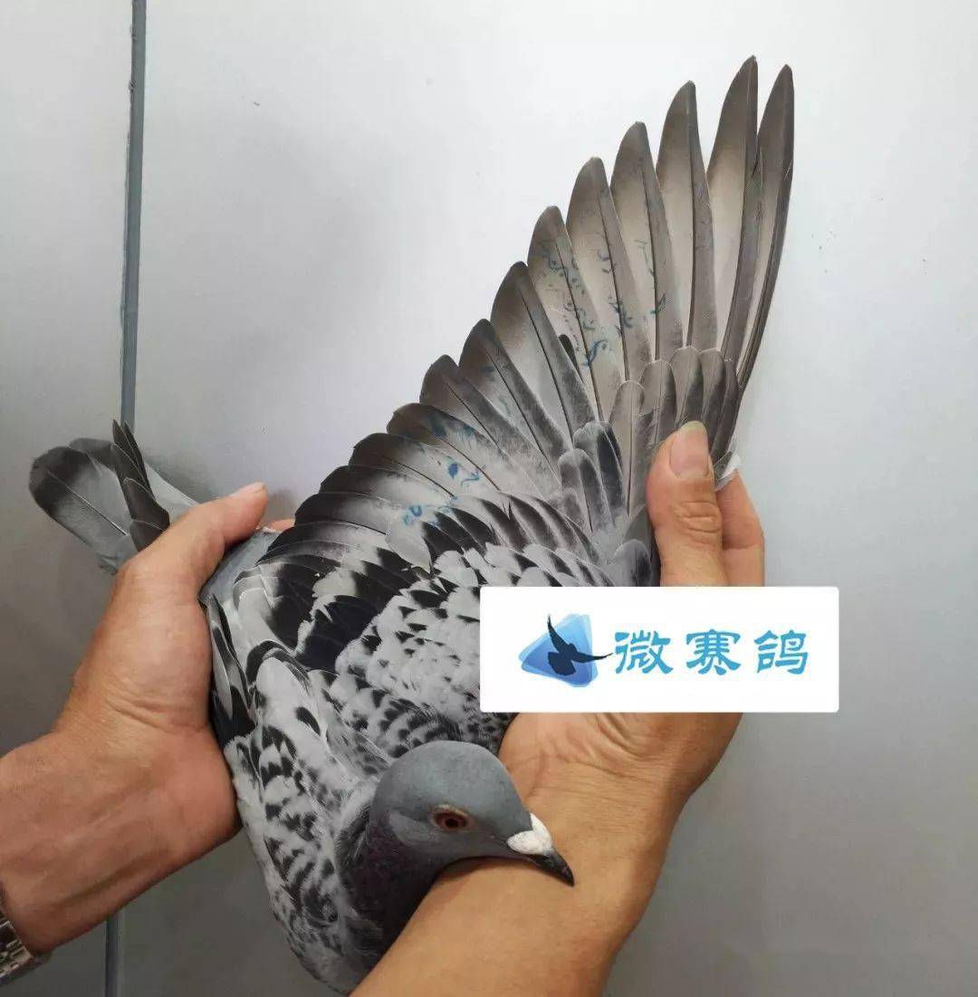 三关鸽王冠军竟然出自无环天落鸟