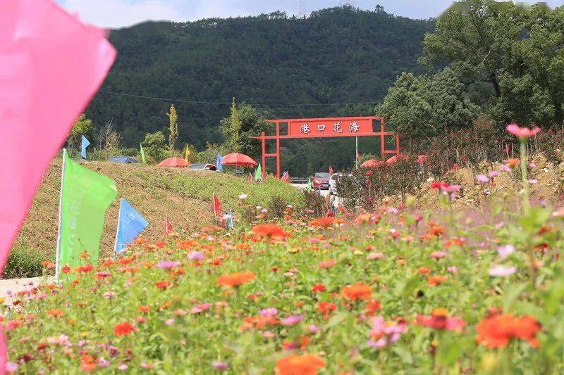 丽水这个地方的花海太美了,门票还免费送!