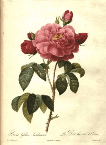 描写玫瑰的英文诗句