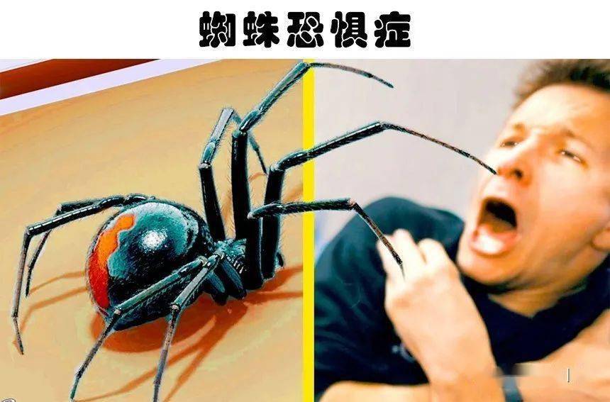 【看天下】真实存在的10个奇怪的恐惧症!_蜘蛛