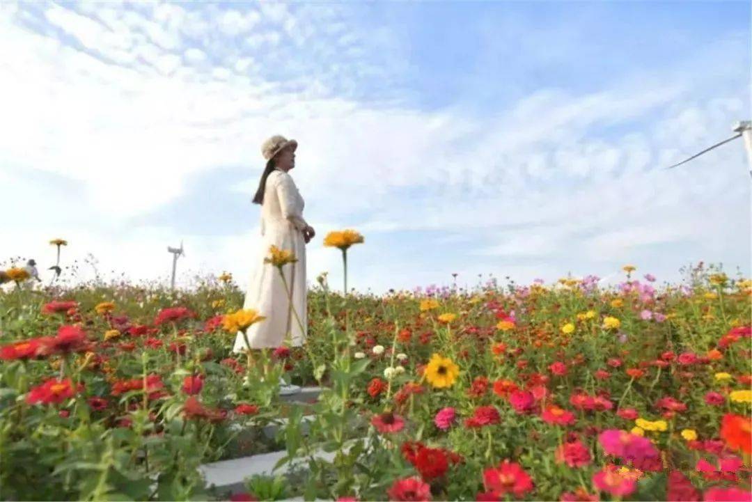 龙口看西南,花海云天!