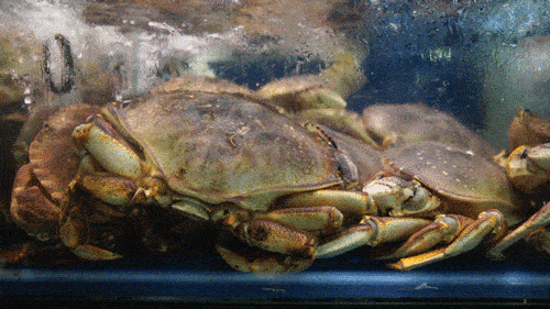 ddf322833d2a4589a2499608d7f0a4fc.gif