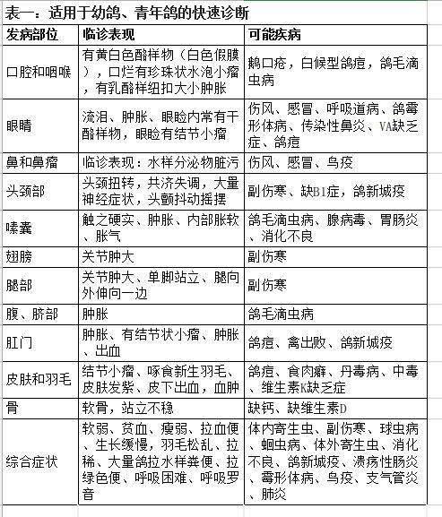 信鸽疾病症状及治疗方法快速判断对照表