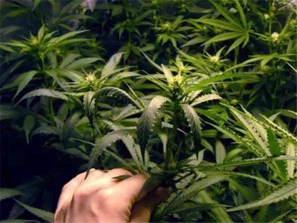 【禁毒科普】什么是毒品原生植物?