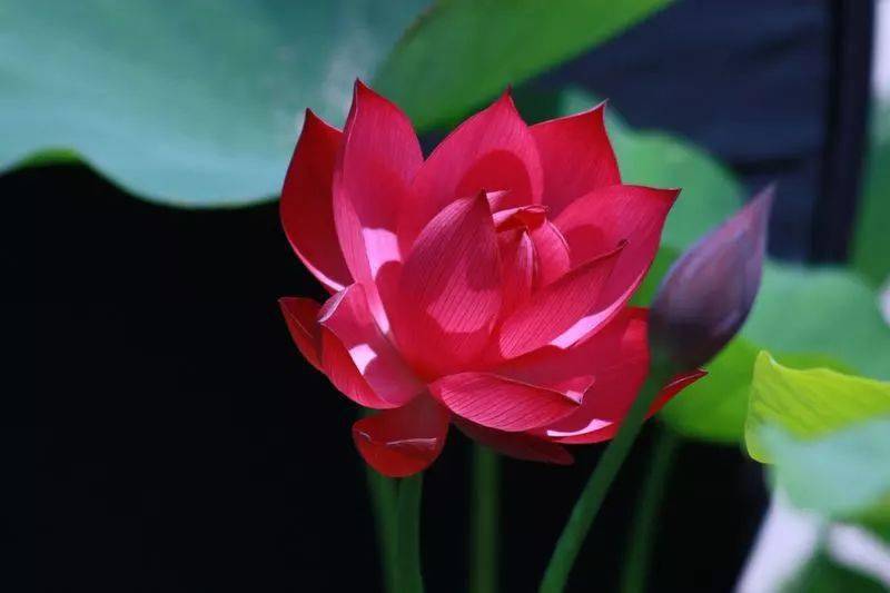 涨势|下一个矢车菊蓝宝石?价格不高却涨势凶猛,它是真正的投资潜力股!