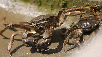 阳澄湖|什么是好吃的大闸蟹！咬一口“biu~”爆膏流黄15年老蟹农告诉你