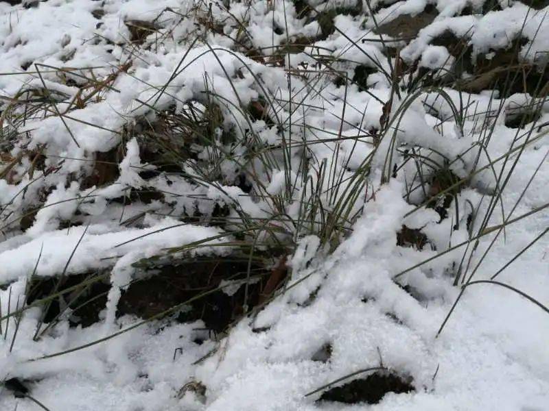 假期过半黑龙江下雪了大风降温霜冻正在赶来的路上68这个地方提前