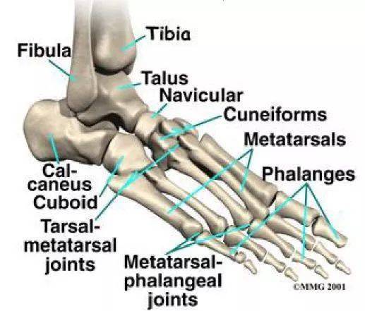 干货必备踝足解剖