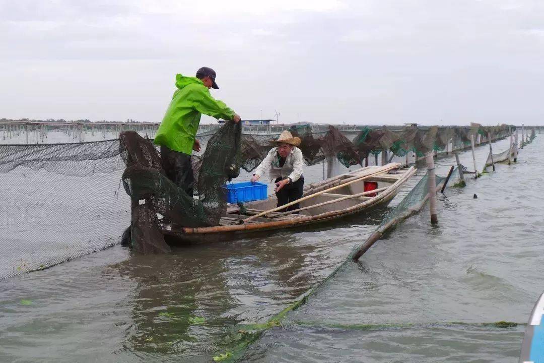 阳澄湖|什么是好吃的大闸蟹！咬一口“biu~”爆膏流黄15年老蟹农告诉你
