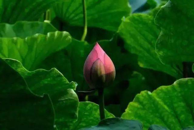 荷花的作者是谁呀 00b66e6f1d82429eacc3f5371cea71a9.jpeg