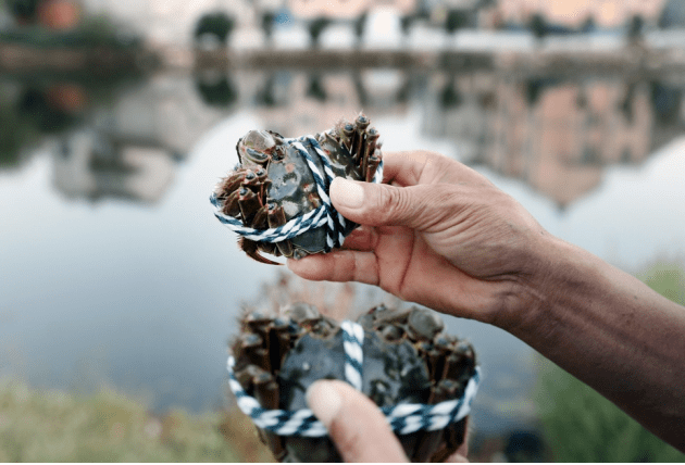 平价|大闸蟹平价史